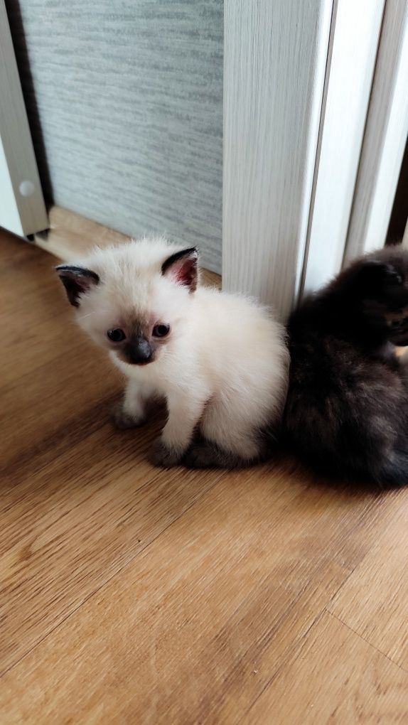 Котенок в добрые руки
