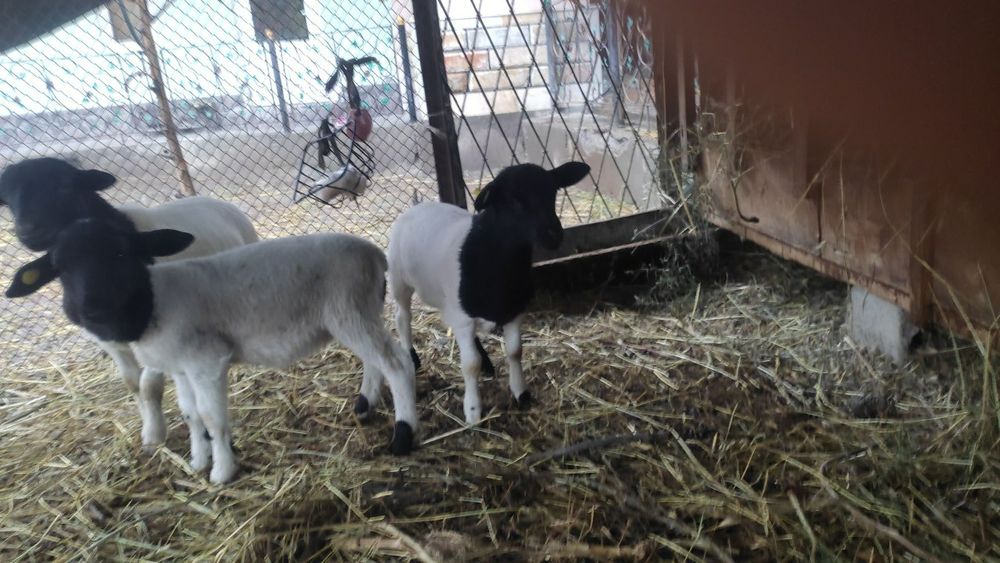 Дорпер кузилари сотилади