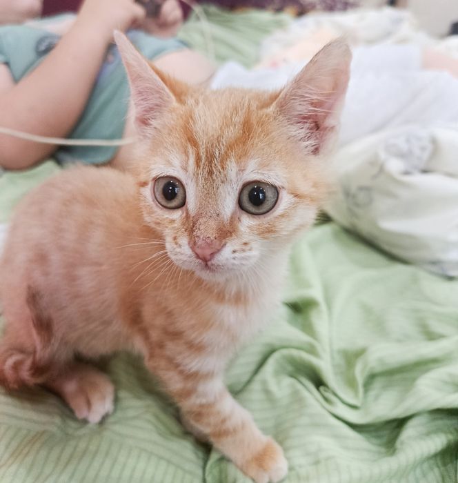 Отдам рыжего котика