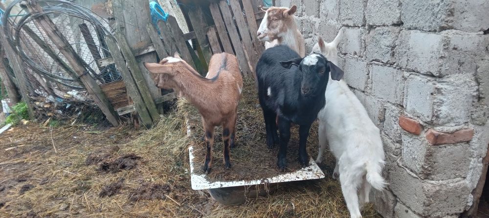 Vind 1 tap anglonubian si 1 tapuc metis cu zanen.si 5 iedite