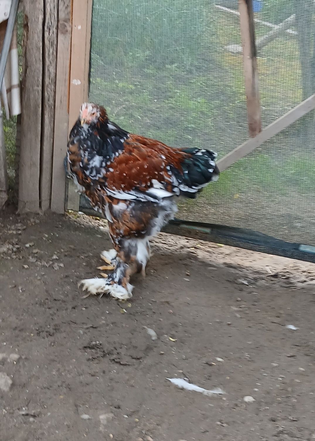 Brahma Porțelan 200 Lei