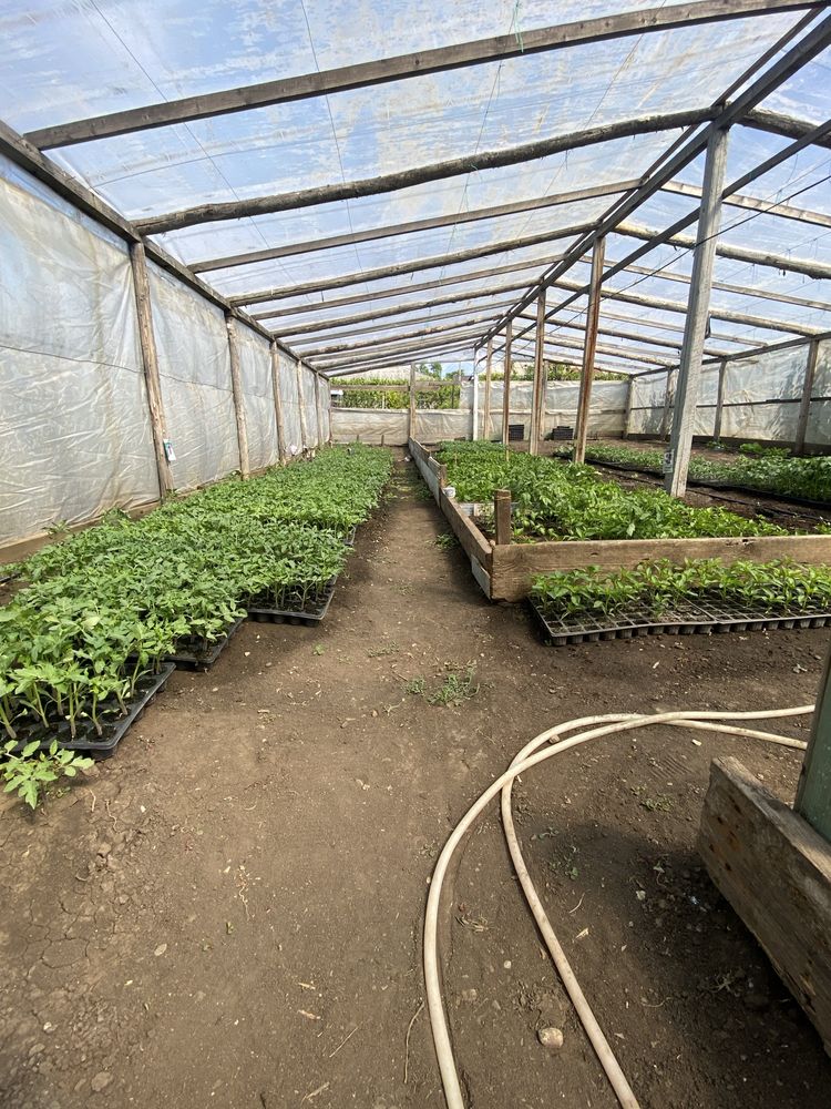 Răsaduri hibride de calitate – gata de plantat!