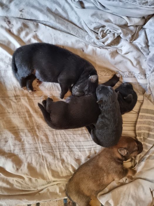 Щенки метисы ( мать чёрная бельгийская овчарка,  отец акита ину)