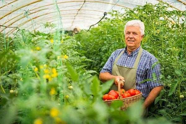 tecalificam.ro |  Legumicultor - Diplomă fără curs