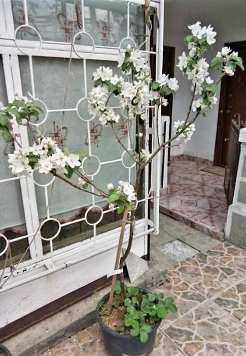 Pomi fructiferi pe rod la ghiveci
