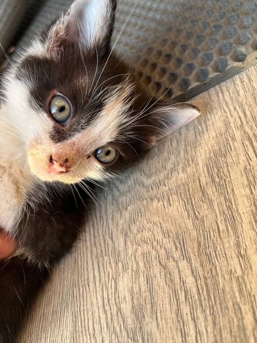 Красивые кисунички. Ищут заботливых  родителей