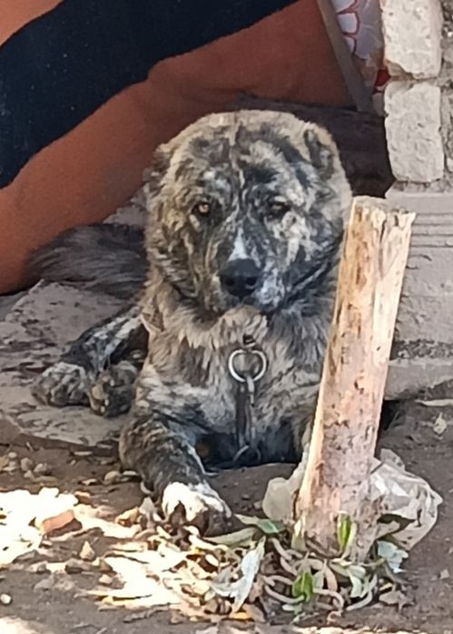 Вълкодав женска на 10м.