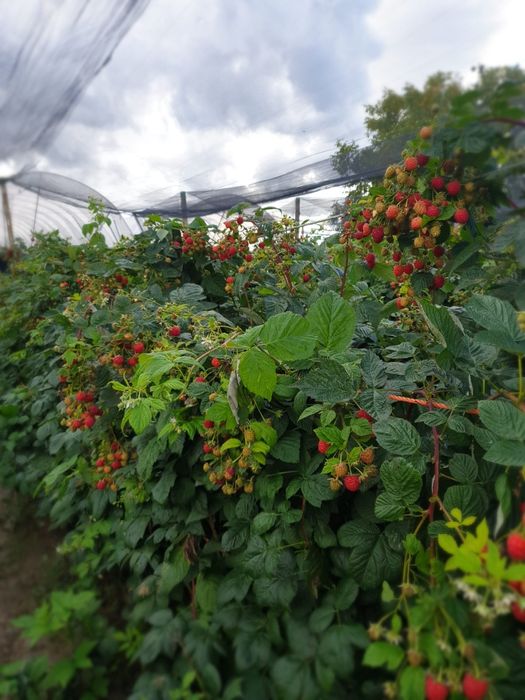 Butasi zmeura remontanta Polka