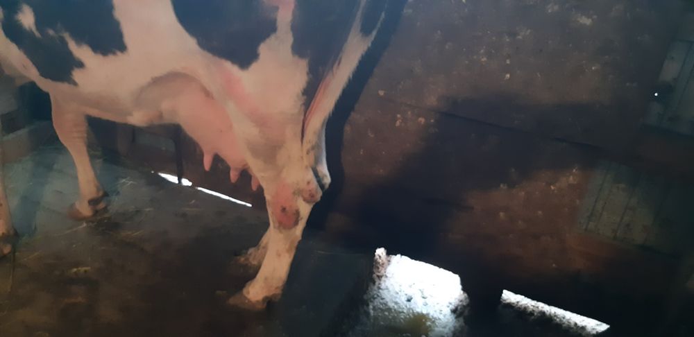 Дойная корова/Сауын сиыр