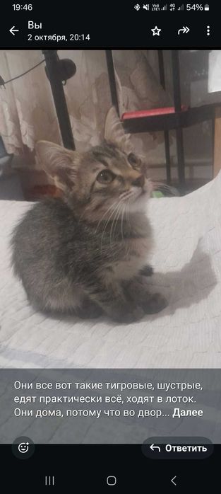 Котята в добрые руки