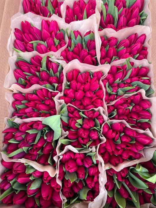 Местные тюльпаны поемиального качетсва!