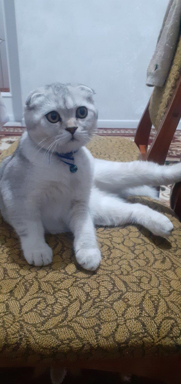 Скотиш фолд шиншилла