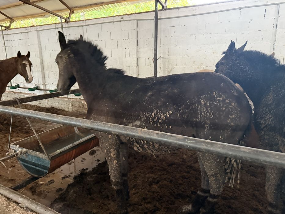 Жылкы 1,5 семиз 3,5 ай болды турганына