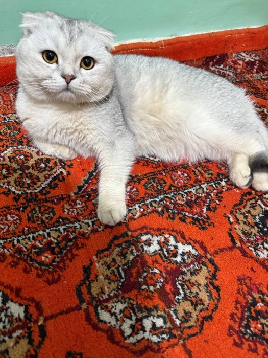 Скотиш фолд серебристый шиншилла