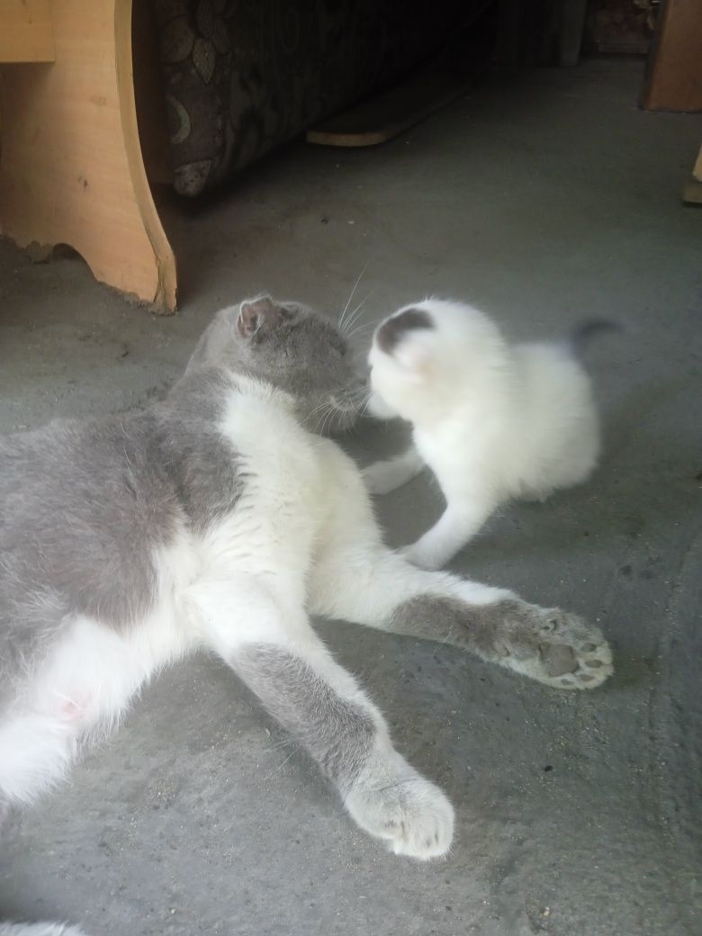 Котенок вислоухий альбинос