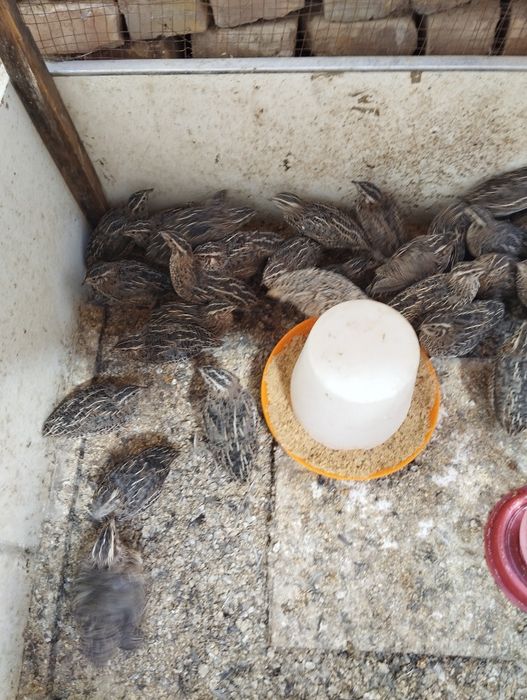 Бедоналар сотилади 50 кундик