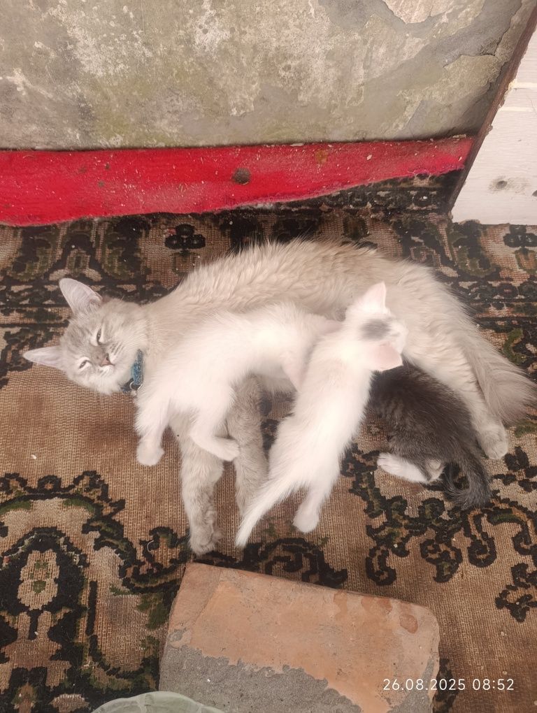 Отдам котят. Бесплатно