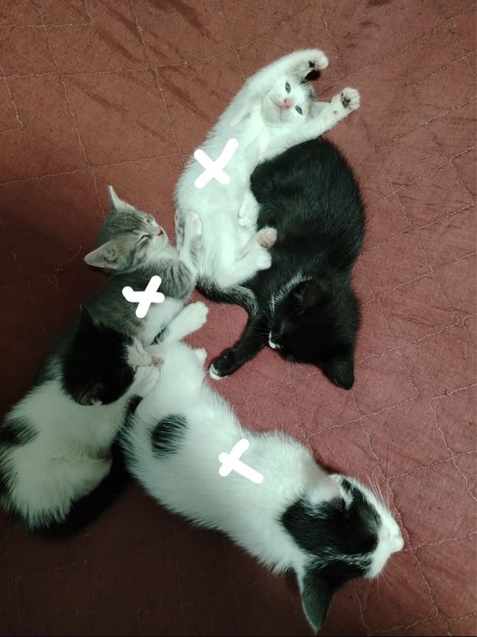 Donez pui de pisică