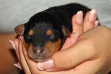 pui airedale terrier