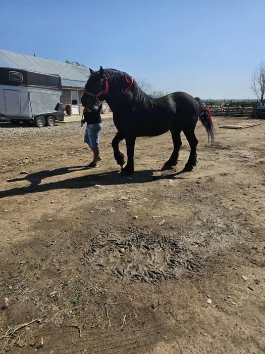 Mânza de 2 ani jumate