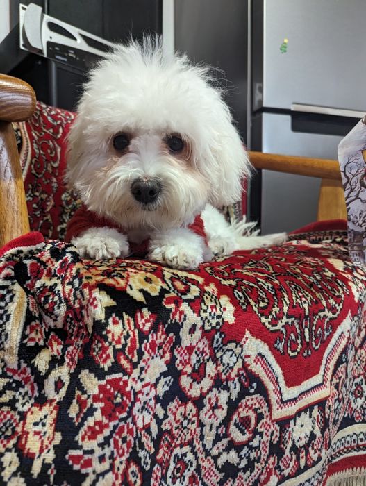 Vând bichoni capucino 400lei negociabil