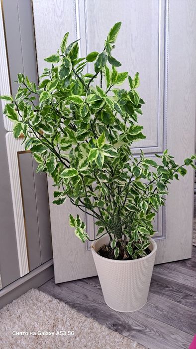 Продам комнатные растения