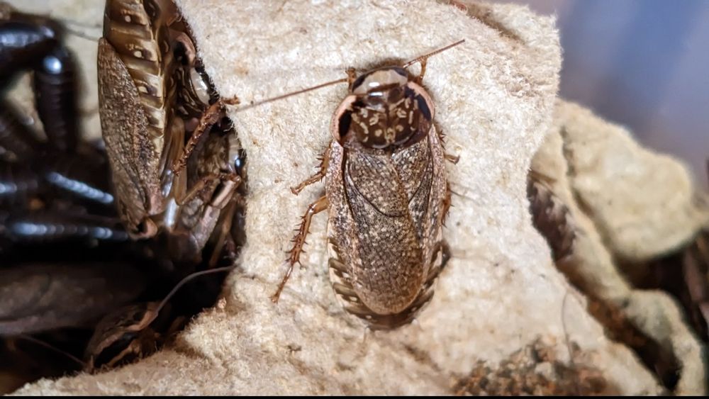 Мраморный таракан