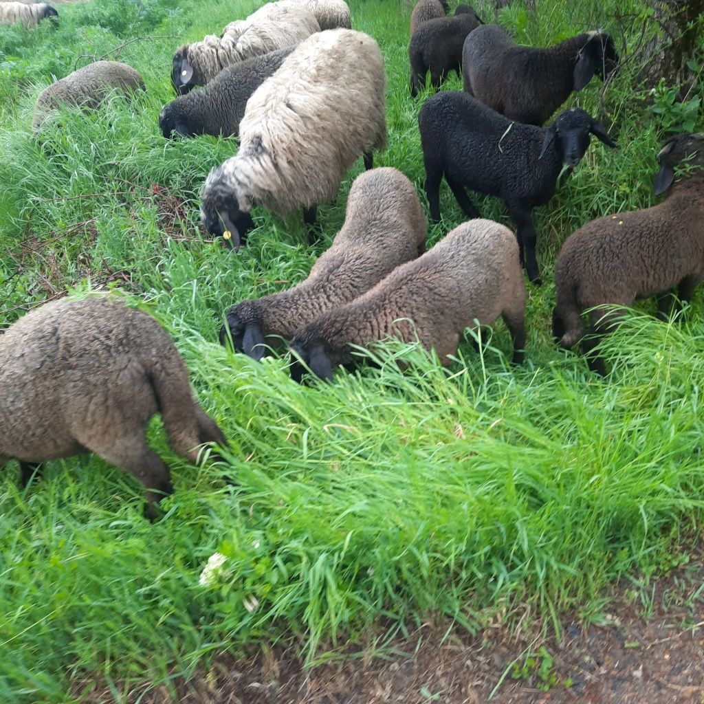 Miei de vanzare si Miele de prasilă