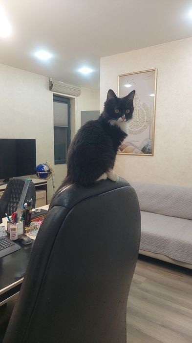 Котенок мальчик Ташкент