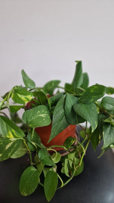 Продаю эпипремнум (комнатное вьющееся растение)