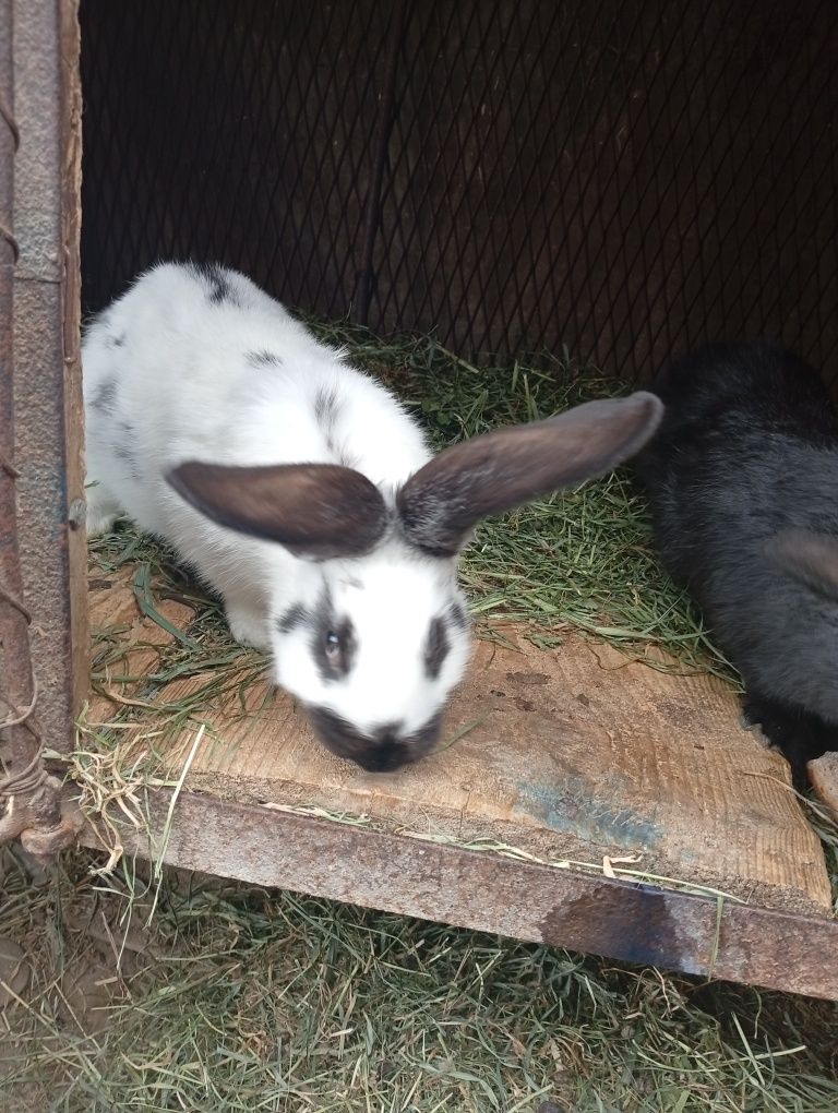 Iepuri ug si fluture de vanzare au 2 luni