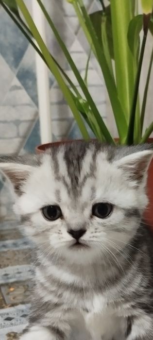 Шотландские котики