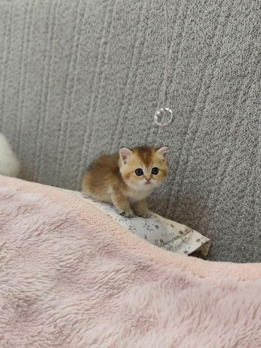 Продаются  котенок чёрны золота