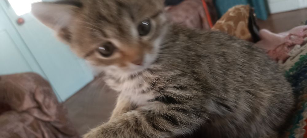 Котенок Мальчик Миша