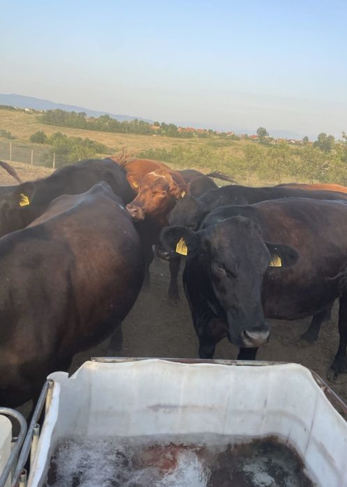 Vand vaci angus tinere cu certificat de orighine