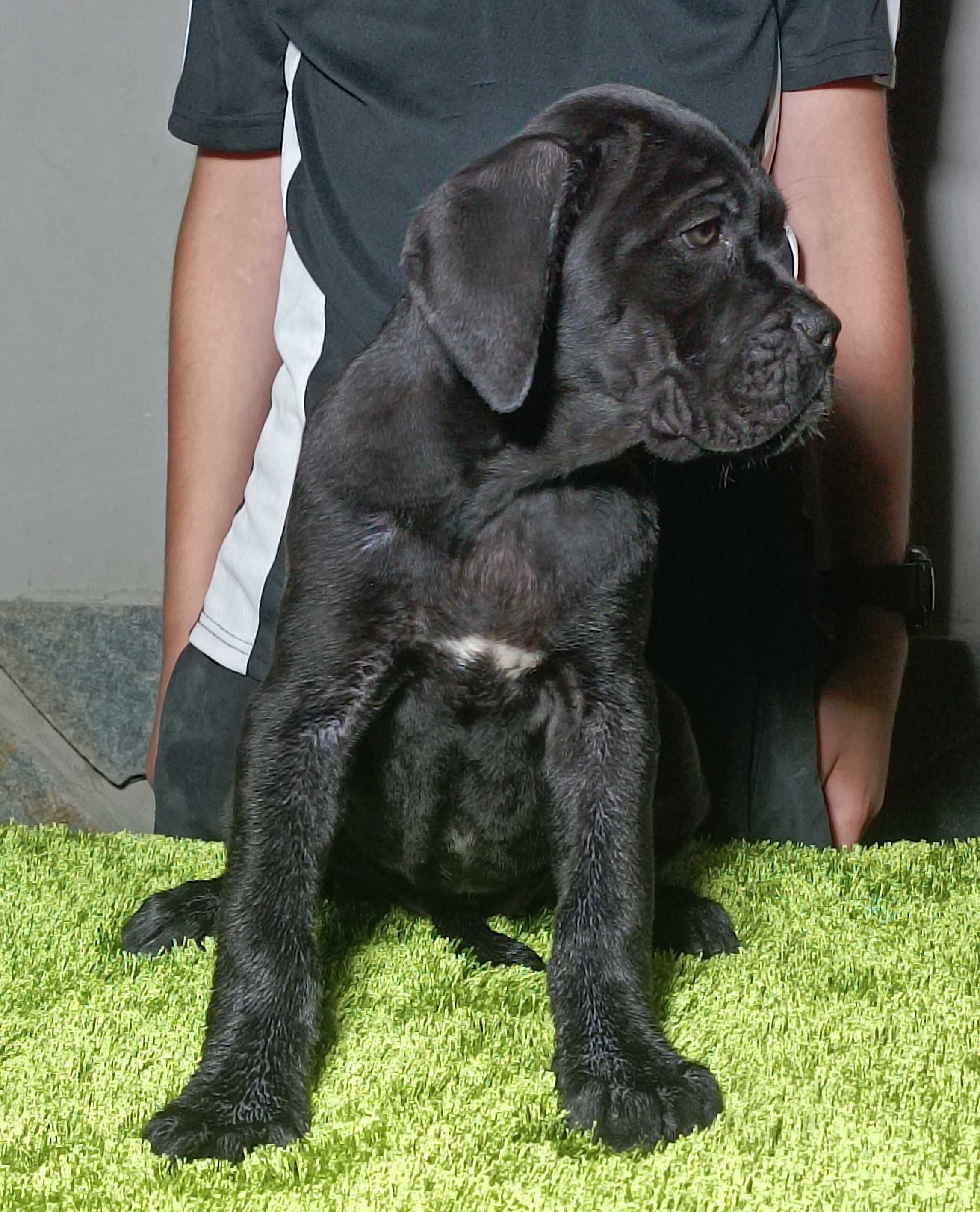 Кане Корсо Cane Korso