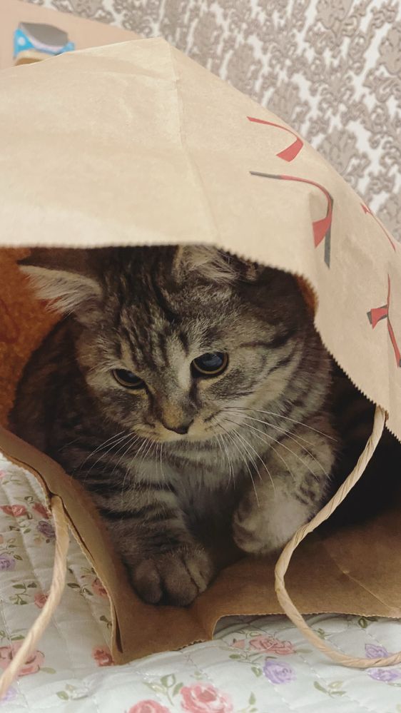 Кот Шотландский(скоттиш страйт)