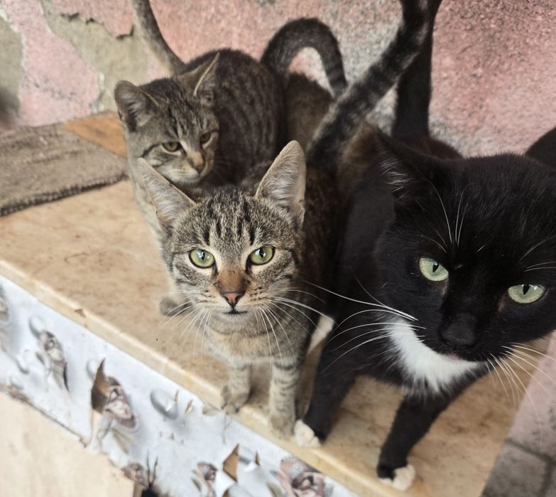 Donez pisici .Am foarte multi. Trebuie sa plec din tara .Detalii la te