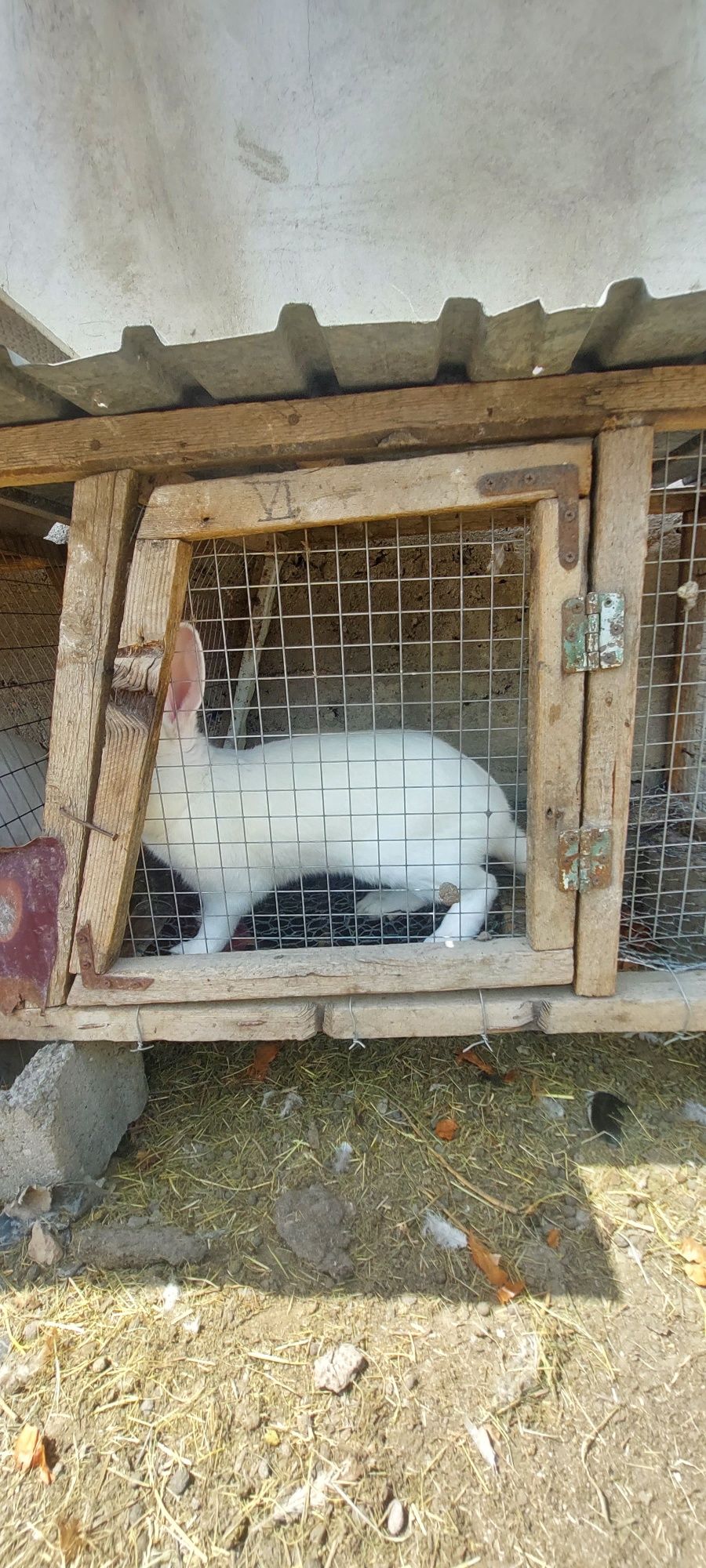 Продаётся кролики