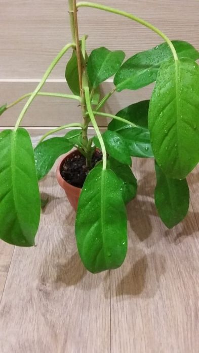 Цветы комнатные Филодендрон гольд