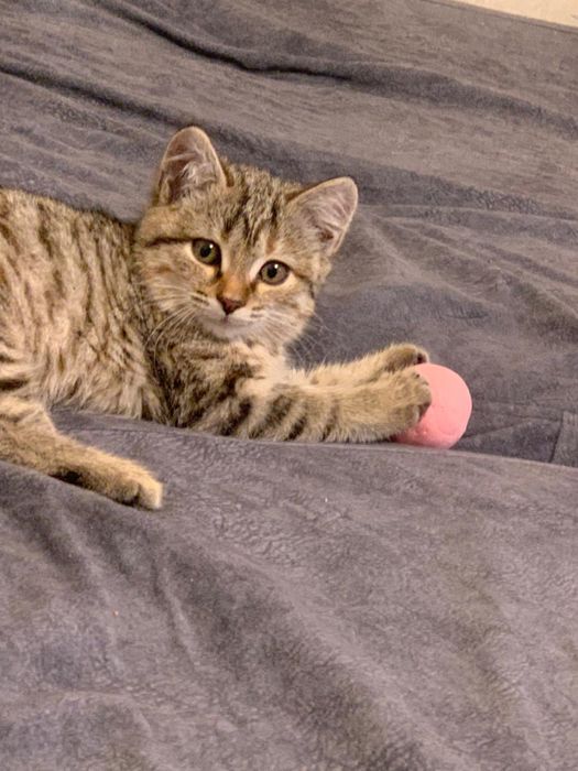 Дарю котенка ( девочка )