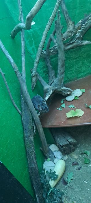 Sinsila (chinchilla)