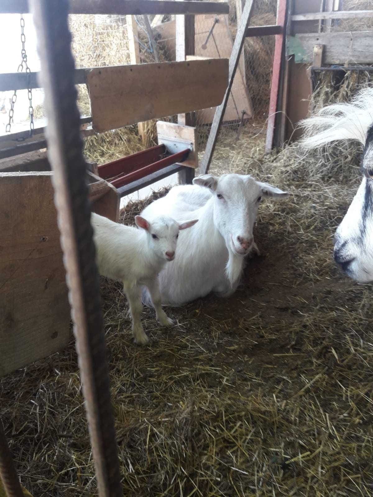 vand in Iernut 3 capre cu lapte si o ieduța