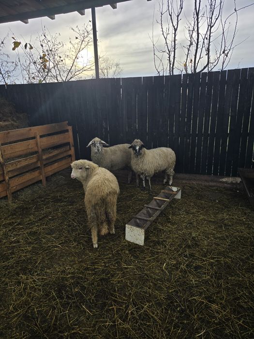 Mielute bune de prasila, tinere si cu potential.