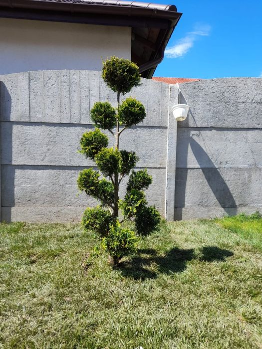 Tuia/mesteacan/tei argintiu/leylandii