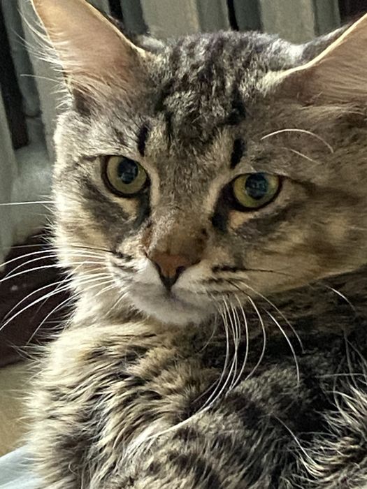 Отдам 2 кота 1.5 года и 10 месяцев