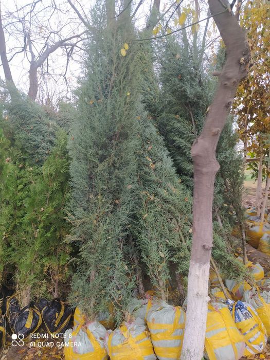 Gazon ekish archa kesish