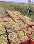 Vand Struguri de Vin