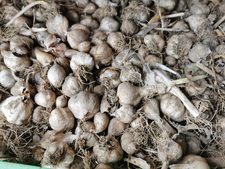 Usturoi de gradina fără chimicale