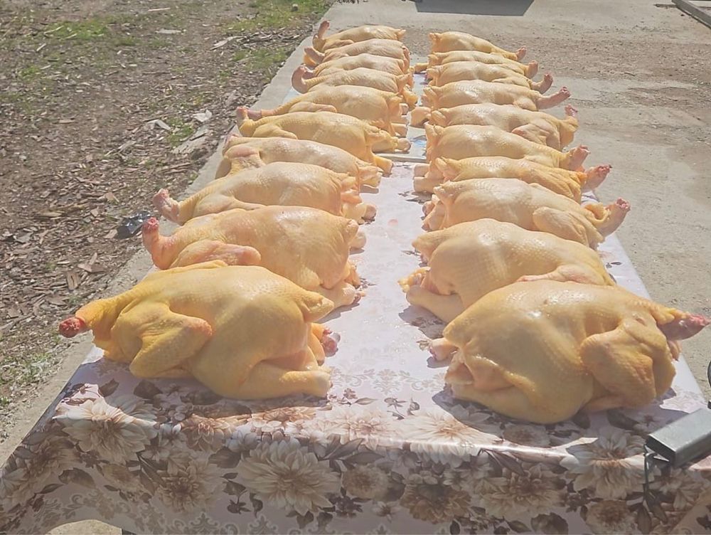 Pui albi de carne